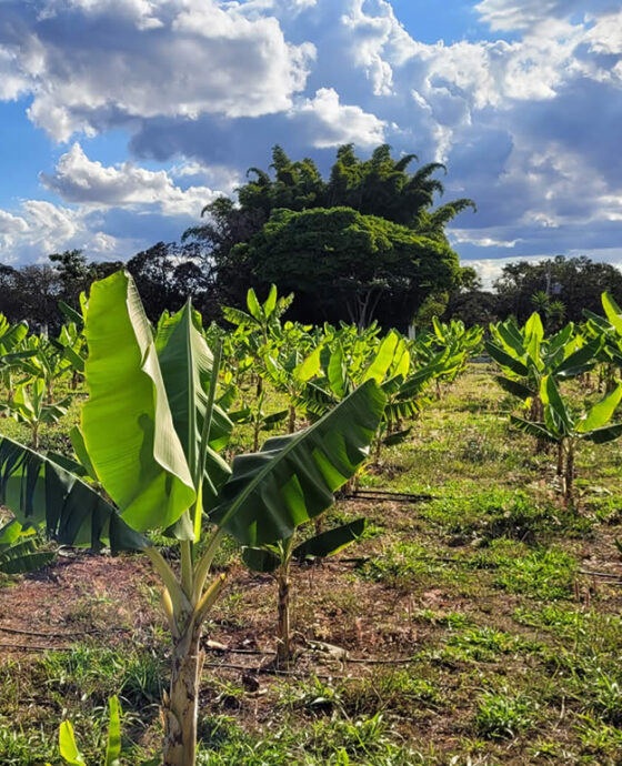 Sítio Belubia Agricultura Orgânica