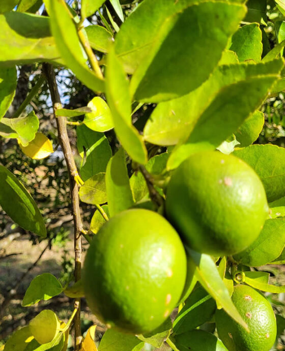 S Tio Belubia Agricultura Org Nica