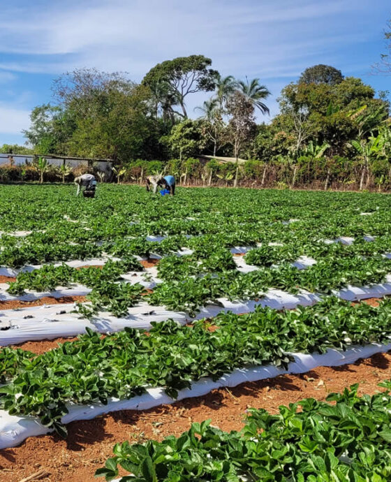 Morango Orgânico