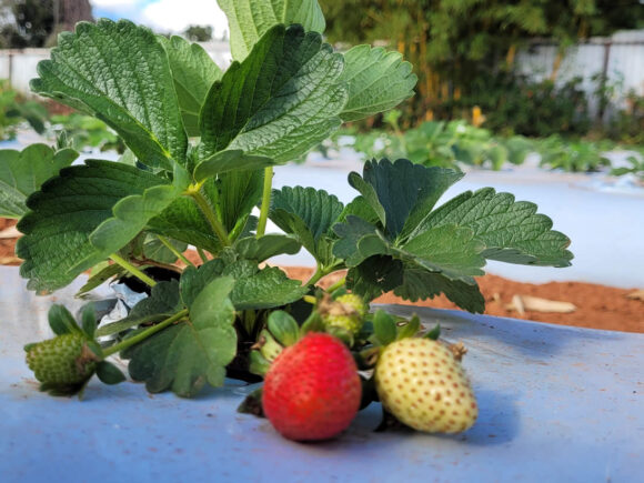 Colheita de Morango